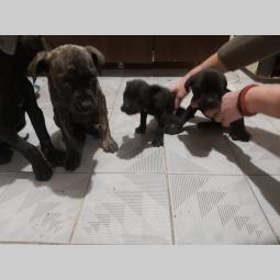 cane corso štenci besplatni mali oglasi
