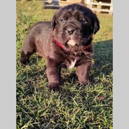 štene cane corso besplatni mali oglasi