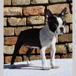 boston terrier mužjak i ženkica besplatni mali oglasi