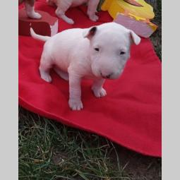 bul terijer štenci besplatni mali oglasi
