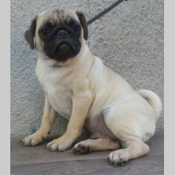 mops odrasla ženka besplatni mali oglasi