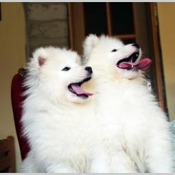 samojed štenci besplatni mali oglasi
