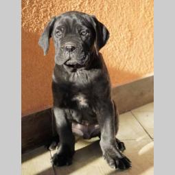 cane corso štenci besplatni mali oglasi