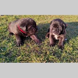 cane corso štenci besplatni mali oglasi