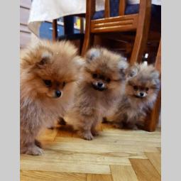 pomeranac boo štenci besplatni mali oglasi