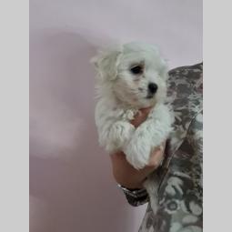 štenci mini maltezera malenog rasta besplatni mali oglasi