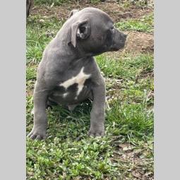 pitbul štenci besplatni mali oglasi