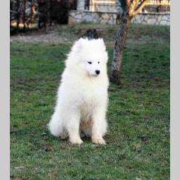 samojed štenci besplatni mali oglasi