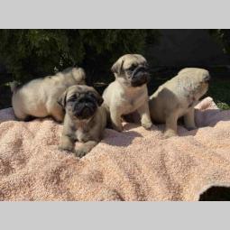 mops štenci besplatni mali oglasi