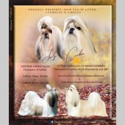 shih tzu štenci besplatni mali oglasi