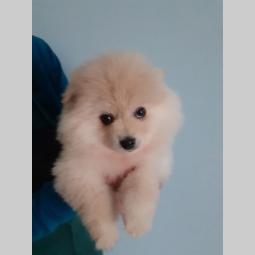 pomeranski štene muško štene besplatni mali oglasi