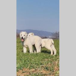 srednjeazijski ovčar azijat besplatni mali oglasi