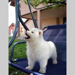 samojed štenci besplatni mali oglasi