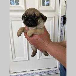 mops štenci besplatni mali oglasi