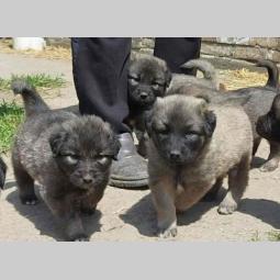 štenci šarplaninca od radovića besplatni mali oglasi