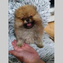 pomeranac boo besplatni mali oglasi