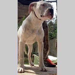 argentinski doberman besplatni mali oglasi
