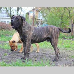presa canario štenci besplatni mali oglasi