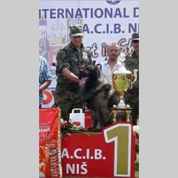 šarplaninci štenci besplatni mali oglasi