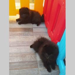 pomeranci crni besplatni mali oglasi