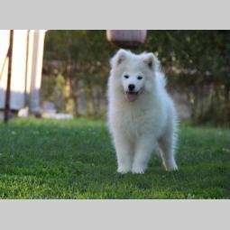 samojed štenci besplatni mali oglasi