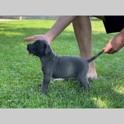 cane corso štenci rezervacija besplatni mali oglasi