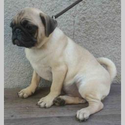 mops 3 odrasle ženke besplatni mali oglasi