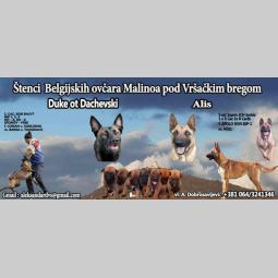 belgijski ovčar štenci besplatni mali oglasi