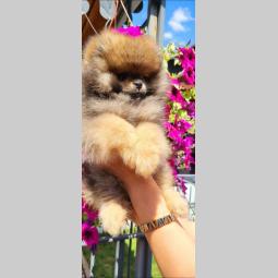 pomeranac boo besplatni mali oglasi