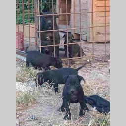 pit bul štenci besplatni mali oglasi