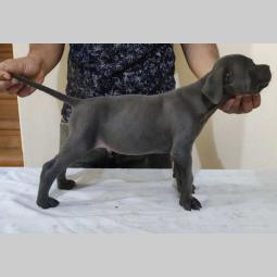 cane corso štenci vrhunskog porekla besplatni mali oglasi