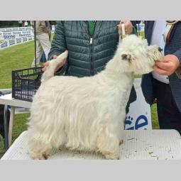 westie štenci besplatni mali oglasi