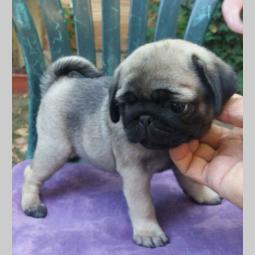 mops štenci besplatni mali oglasi