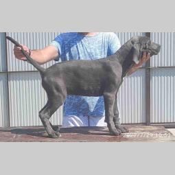 cane corso štenci besplatni mali oglasi