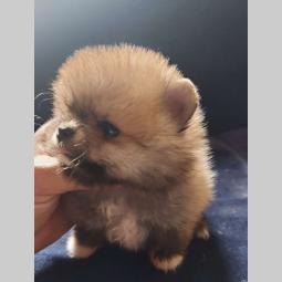 pomeranac boo štenci besplatni mali oglasi