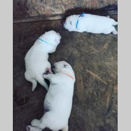 sibirski samojed štenci besplatni mali oglasi