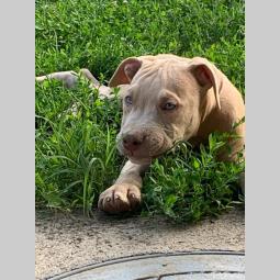 pitbull štenci besplatni mali oglasi