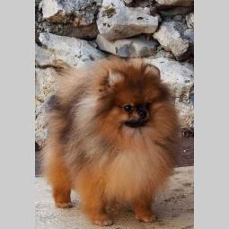 pomeranac boo štene besplatni mali oglasi