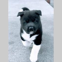 američka akita besplatni mali oglasi