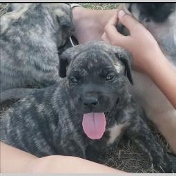presa canario štenci besplatni mali oglasi