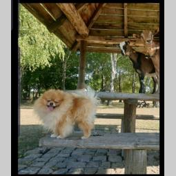pomeranac parenje besplatni mali oglasi
