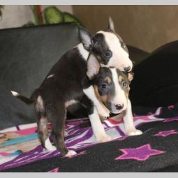 mini bull terijer vrhunski štenci besplatni mali oglasi