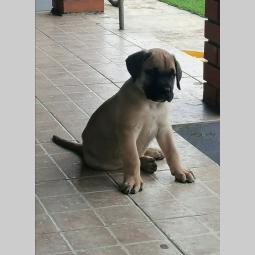 presa canario štenci besplatni mali oglasi