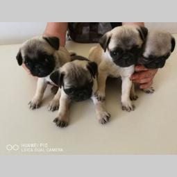 mops štenci besplatni mali oglasi