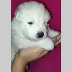 samojed štenci besplatni mali oglasi