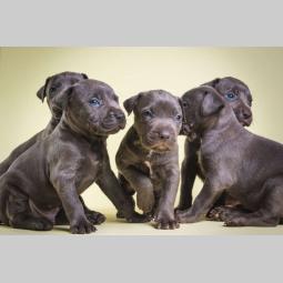 pit bull štenci besplatni mali oglasi