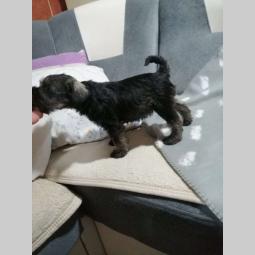 šnaucer na prodaju besplatni mali oglasi