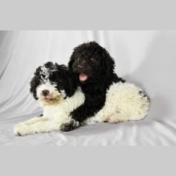 lagotto romagnolo štenci besplatni mali oglasi