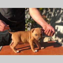 pitbul štenci besplatni mali oglasi