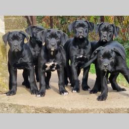 cane corso štenci besplatni mali oglasi